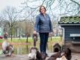 Annemarie’s kippeneiland is een blikvanger in Dubbeldam: ‘Hanen houden kan hier zonder gezeur’