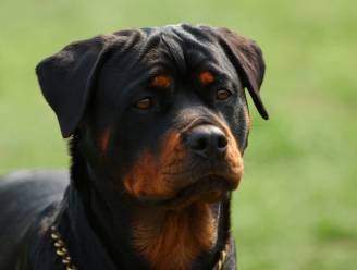 Rottweiler valt in Duitsland plots voorbijgangers aan en wordt doodgeschoten door politie