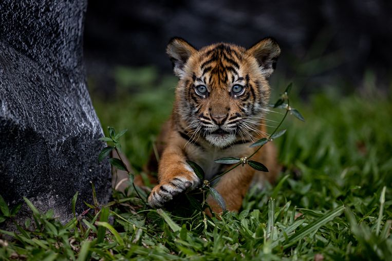 Twee maanden oud Sumatraans tijgertje op Java. De soort staat op de lijst van bedreigde dieren. Beeld Getty Images