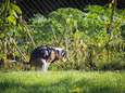 Het gevaar van geveltuinen: katten en honden die hun behoefte erin doen