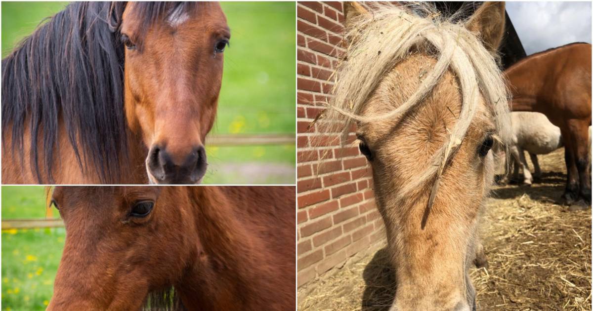 Manege in rouw na dramatische dood geliefde pony's: 'Kudde schrok en sloeg op hol' - De Gelderlander