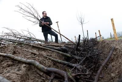 Bomen in de polder, hoeve De Houberg in Lobith doet aan agroforestry