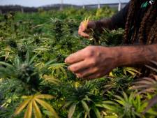 Une société carolo cultive du cannabis en Brabant Wallon: “Une expérience”