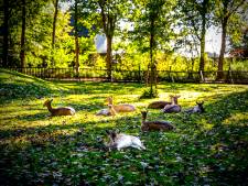 VVD op de bres voor met sluiting bedreigd hertenkamp in Heenvliet