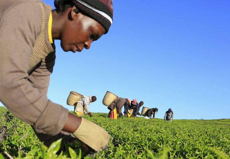 Een vrouw plukt thee in Kenia. Bij dit werk is het loon vaak te weinig om fatsoenlijk van te leven. Beeld REUTERS