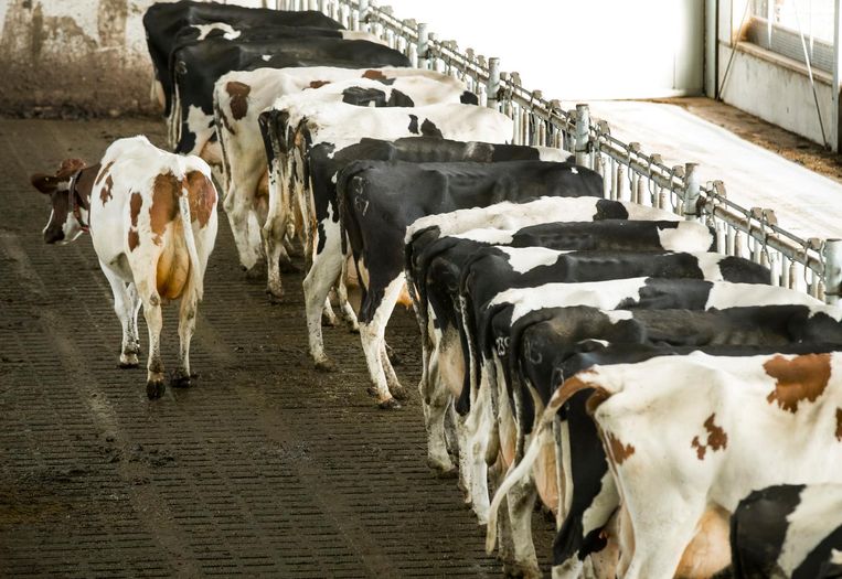 Een door Nederland gevraagde uitzonderingspositie wil de EU maar gedeeltelijk toekennen: nog maar twee jaar lang mogen Nederlandse boeren méér mest uitrijden dan boeren in andere landen. Nederland had om vier jaar gevraagd. Beeld ANP