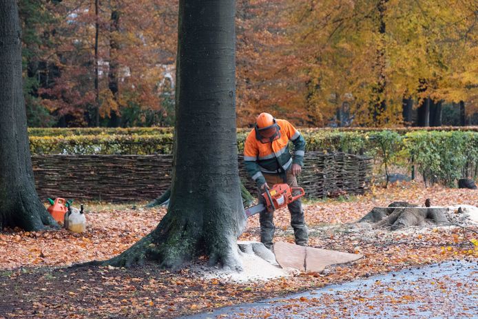 Een boom wordt omgezaagd in het park van Brasschaat. Archieffoto.