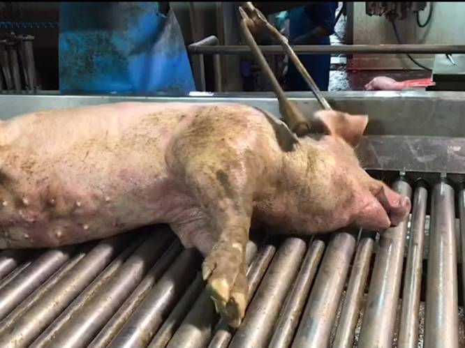 Animal Rights eist sluiting van Torhoutse varkensslachter nadat het gruwelijke beelden vrijgeeft
