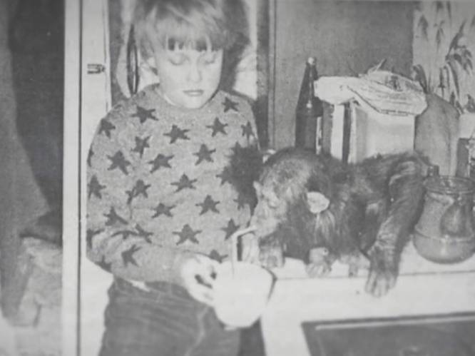 Chimpansee Judy uit Antwerpse Zoo werd opgevoed als mensenkind: "Ze dronk chocomelk en ging naar het toilet"