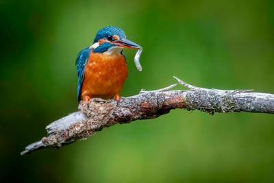 Vogeldeskundige over adembenemend vogelleven