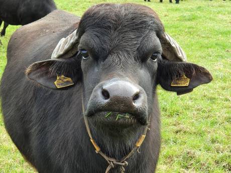 Waterbuffel Olivia houdt van knuffelen: ‘Ze hebben allemaal een eigen karakter’