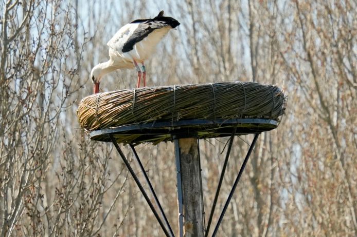 De inspectie van het nest  tussen  Wuyvenhaerd en de Hennenweide