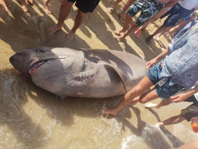 De grauwe haai spoelde aan op een strand in Ibiza.
