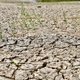 Geen nieuwe maatregelen in strijd tegen droogte: ‘Maar situatie is ernstig’