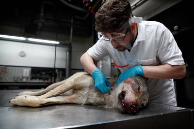 Wolf overleeft oversteek van A58 niet, eerste dodelijke aanrijding in Brabant