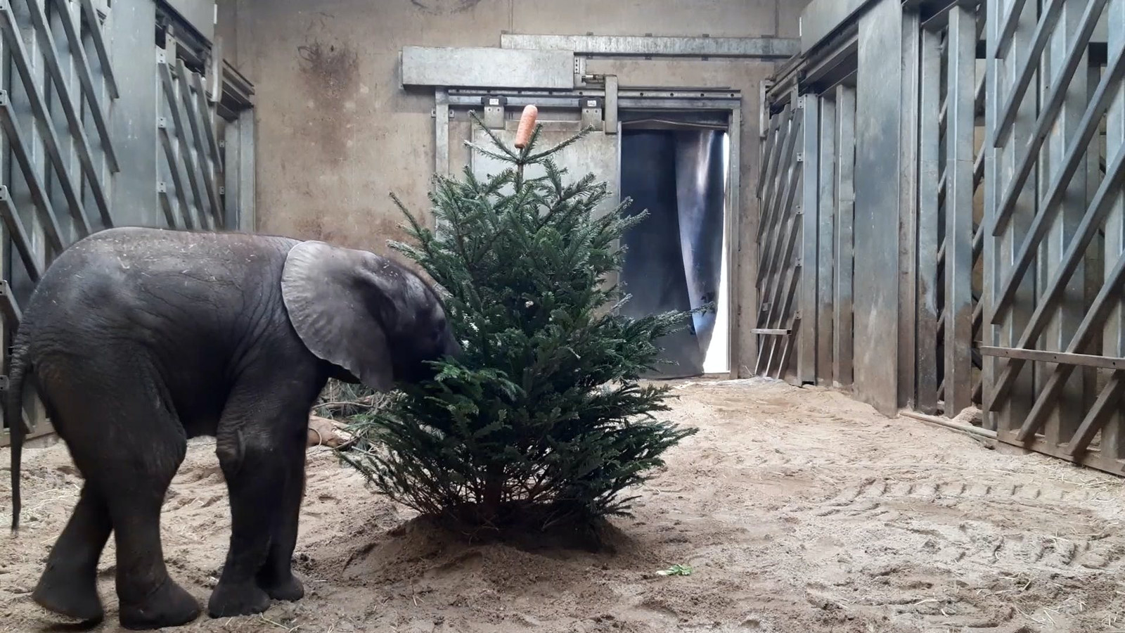 3jarige olifant Bumi overleden in Ouwehands Dierenpark Foto