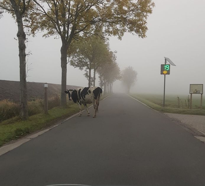 Deze koe was vrijdagmorgen op wandel op Schanker in Essen.