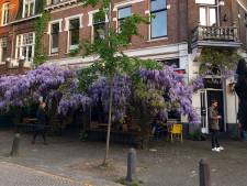 Waarom een boom als dak in Nederland niet zo'n goed idee is
