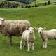 Losgeslagen locomotief crasht in weide vol schapen