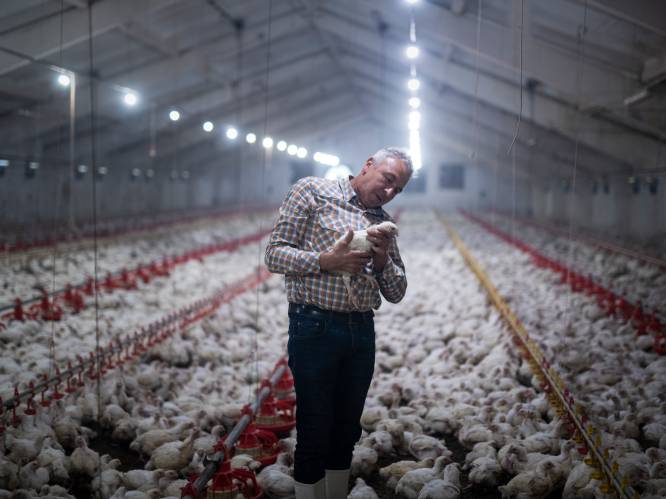 EU verspilt elk jaar drie miljoen ton kippenveren: zouden we ze misschien kunnen opeten?