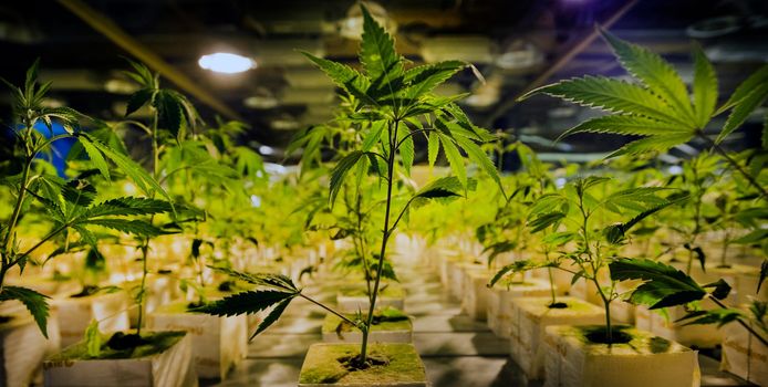 Illustratiebeeld. De wietplantage in een loods achter de woning van de Bilzenaar telde 1.131 planten