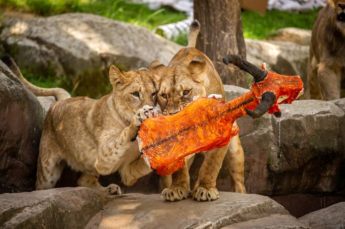 Gotcha! Twee leeuwenwelpen laten hun prooi - de impala in papier-maché - niet meer los en zetten er hun tanden in.
