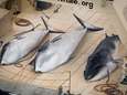 Japan investeert in nieuw 'moederschip' voor controversiële walvisvangst