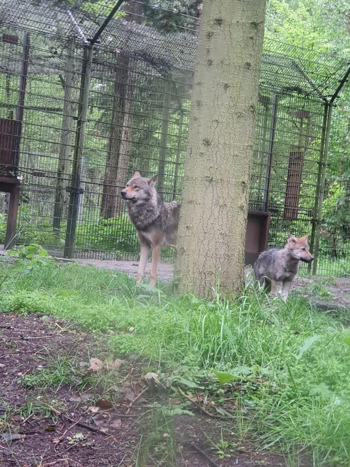 Een deel van de wolvenroedel in Dierenpark Amersfoort (provincie Utrecht).