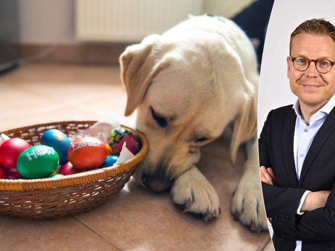 Hondenbaasjes opgelet: “Zorg dat je kinderen álle paaseieren vinden, want chocolade en honden is een gevaarlijke combinatie”
