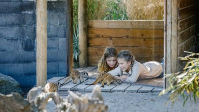 Wat te doen tijdens de onderwijsstaking? Werken in de Beekse Bergen en de kinderen op safari