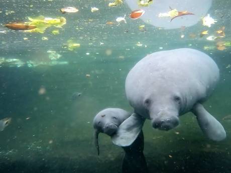 Na overlijden vorig jong is geboorte van nieuwe zeekoe opluchting voor Burgers’ Zoo