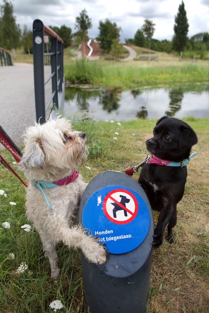 Deze honden begrijpen niets van het verbodsbord.