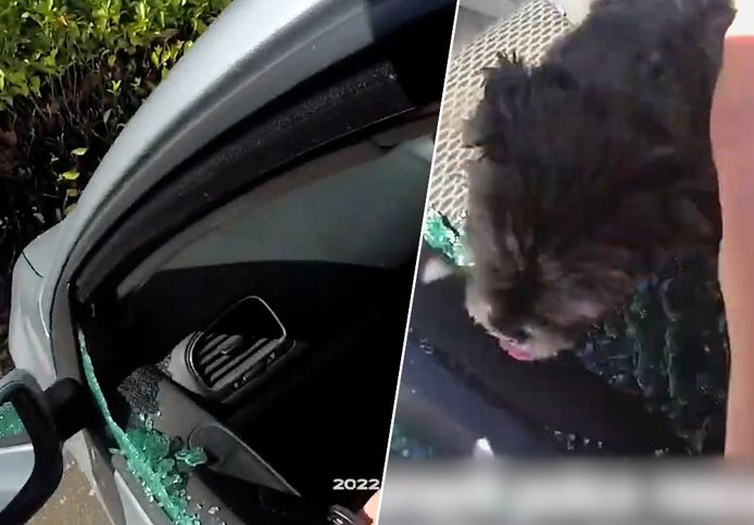Politie slaat ruit in en redt hond uit hete auto in Engeland