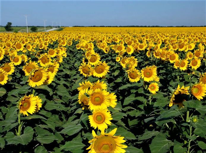 Rijen zonnebloemen in een veld in Kansas.