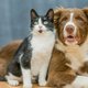 Pas op: ontsmet de poten van je kat of hond níet met desinfecterende gel