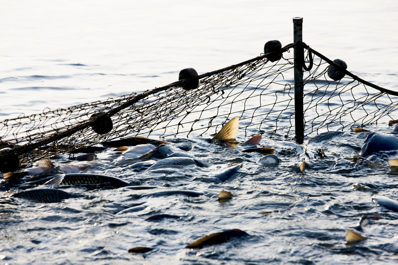 Сеть для рыбалки. Сеть для рыбалки. Ловить рыбу сетью. Куча рыбы. Сеть для рыбалки.