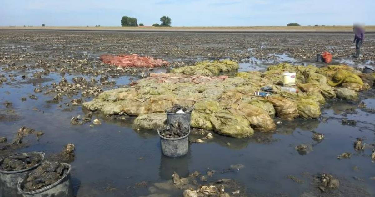Viertal raapte duizenden kilo’s oesters bij Kats, maar wordt niet bestraft