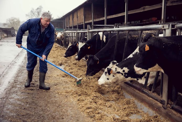 De Vlaamse landbouwer is in vele gevallen (46%) een veeteler. Van alle landbouwers heeft zelfs een kwart melk- of vleeskoeien in de stallen staan.