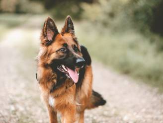 Eerste hond besmet met Covid-19 overleden: “Er is nog maar weinig bekend over het effect van het virus op honden”