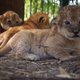 Drie leeuwenwelpjes ter wereld gekomen in Safaripark Beekse Bergen