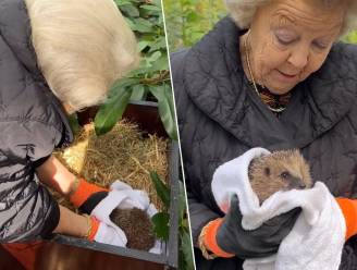 KIJK. Nederlandse prinses Beatrix vertroetelt egeltjes: “De oortjes zijn schattig”