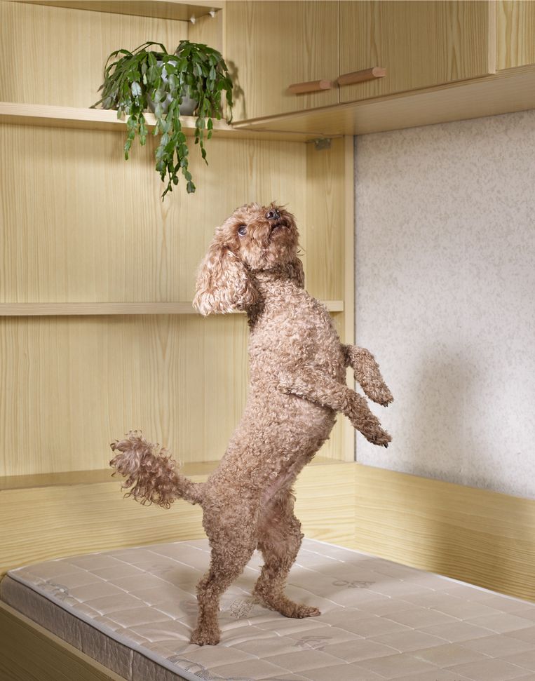 Polly de Poedel is een Toy Poodle. Insta: @pollydepoedel. 4 jaar Beeld Jouk Oosterhof
