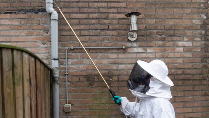 Veel slakken, maar amper bedwantsen deze zomer: hoe komt dat?