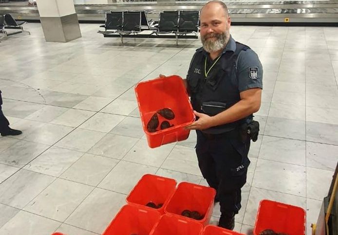 In de luchthaven van Düsseldorf heeft de douane 90 gigantische slakken aangetroffen.