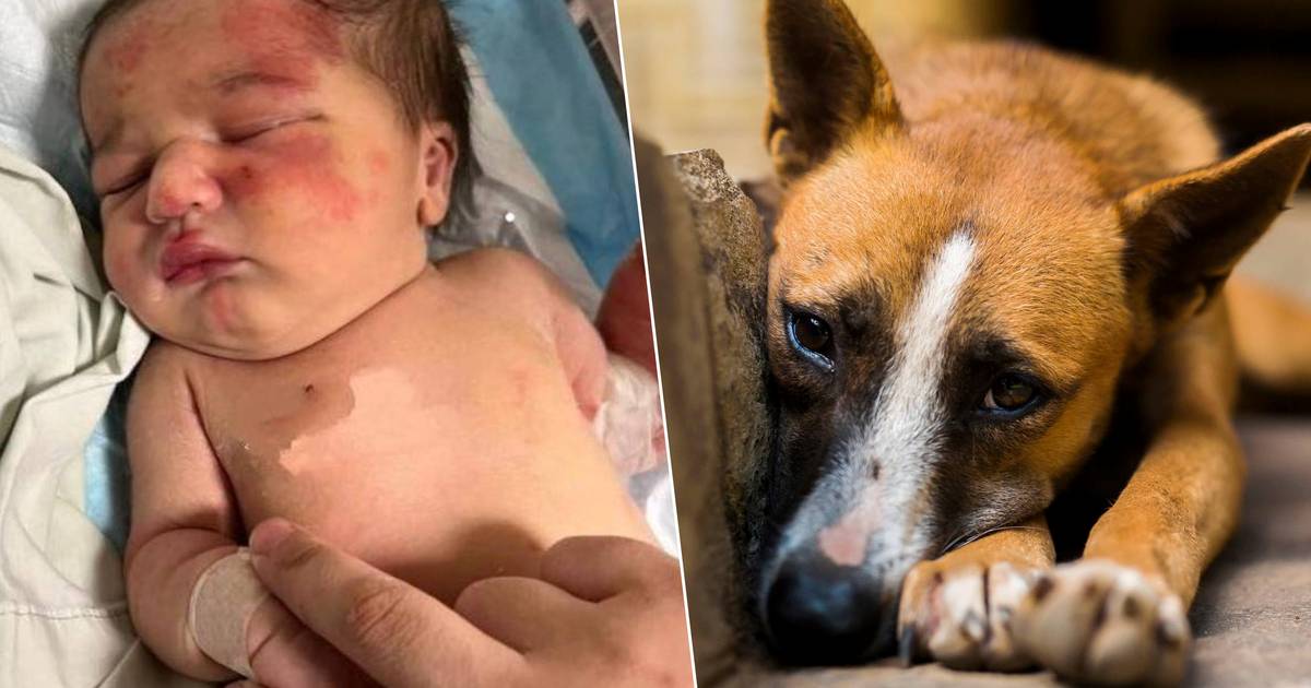 Cane randagio salva la vita a un bambino in un sacco della spazzatura |  al di fuori