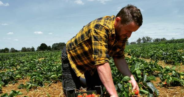 Boodschappen vers van het land: boerderijwinkels zien omzet verdubbelen - De Gelderlander