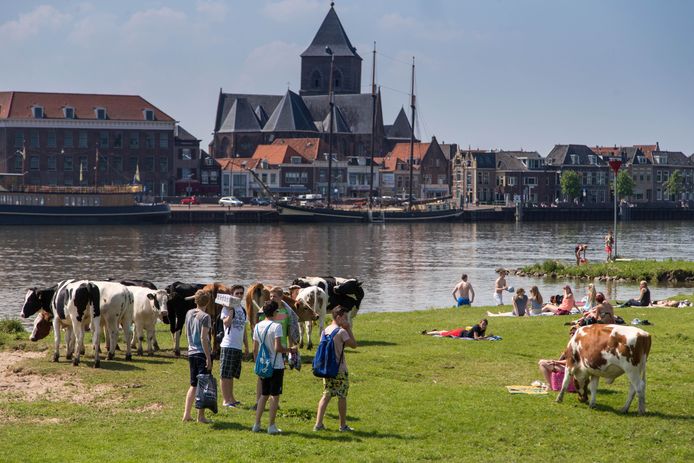 ARCHIEFFOTO
Mens en dier (koeien) genieten op de eerste zomerse dag langs de boorden van de IJssel bij Kampen.
Foto Freddy Schinkel, IJsselmuiden © 190514