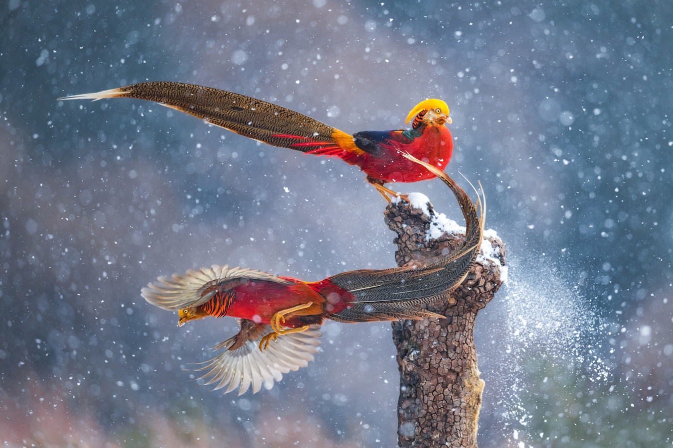 'Dancing in the snow' (dansen in de sneeuw) van Qiang Guo, Wildlife Photographer of the Year.