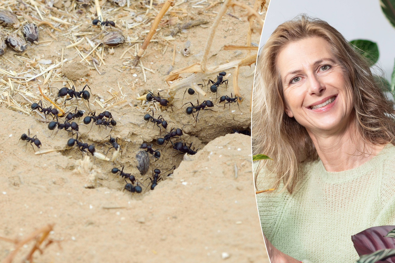 Uitzonderlijk veel mieren na nat weer, maar zo krijg je ze weg: ‘Hierna ...