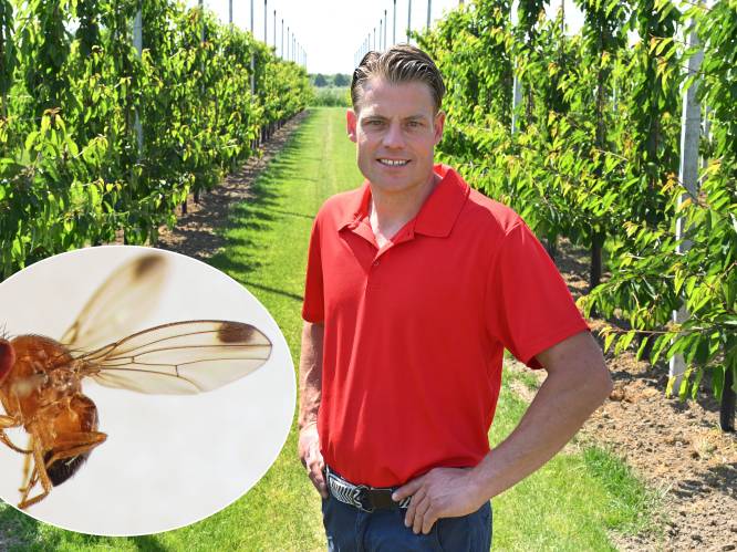 Hoe een fruitvlieg de complete oogst in de nieuwe kersenboomgaard van Ruud Barten kan ruïneren 